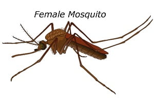 Preventive Measures to Control Malaria