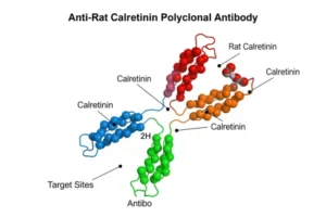 Anti-Rat Calretinin Polyclonal Antibody